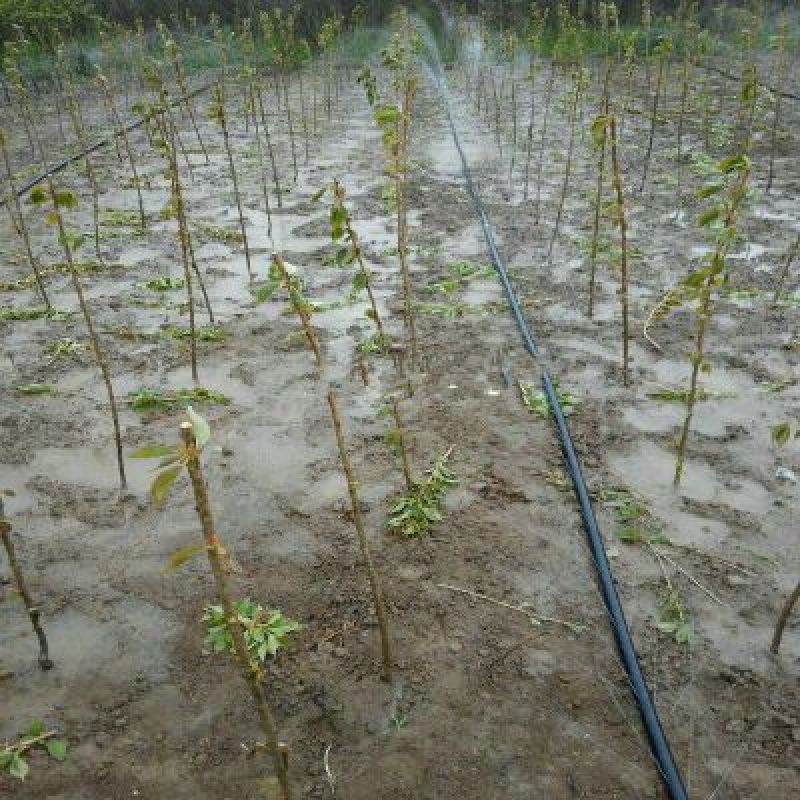 樱花优质日本樱花早樱晚樱重瓣大樱花苗