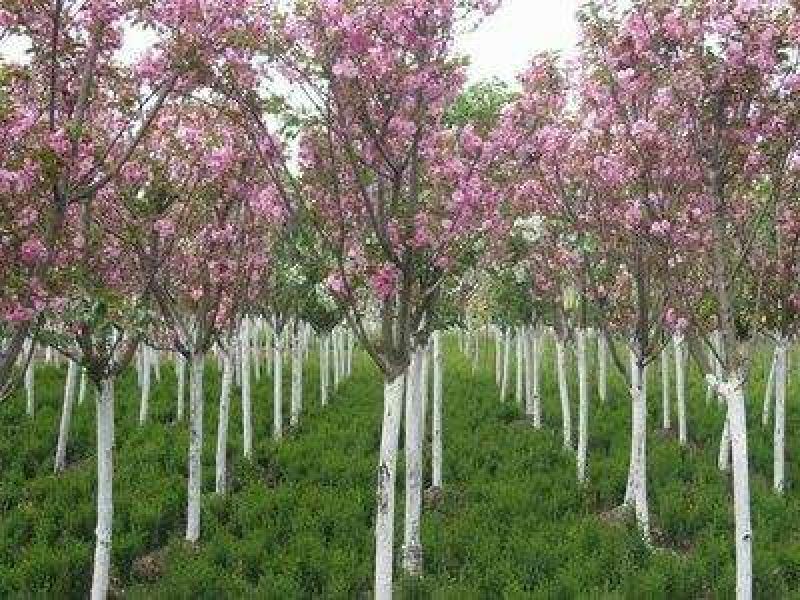 樱花优质日本樱花早樱晚樱重瓣大樱花苗