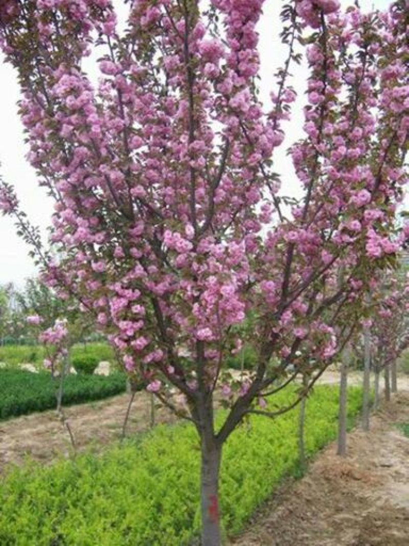 樱花优质日本樱花早樱晚樱重瓣大樱花苗