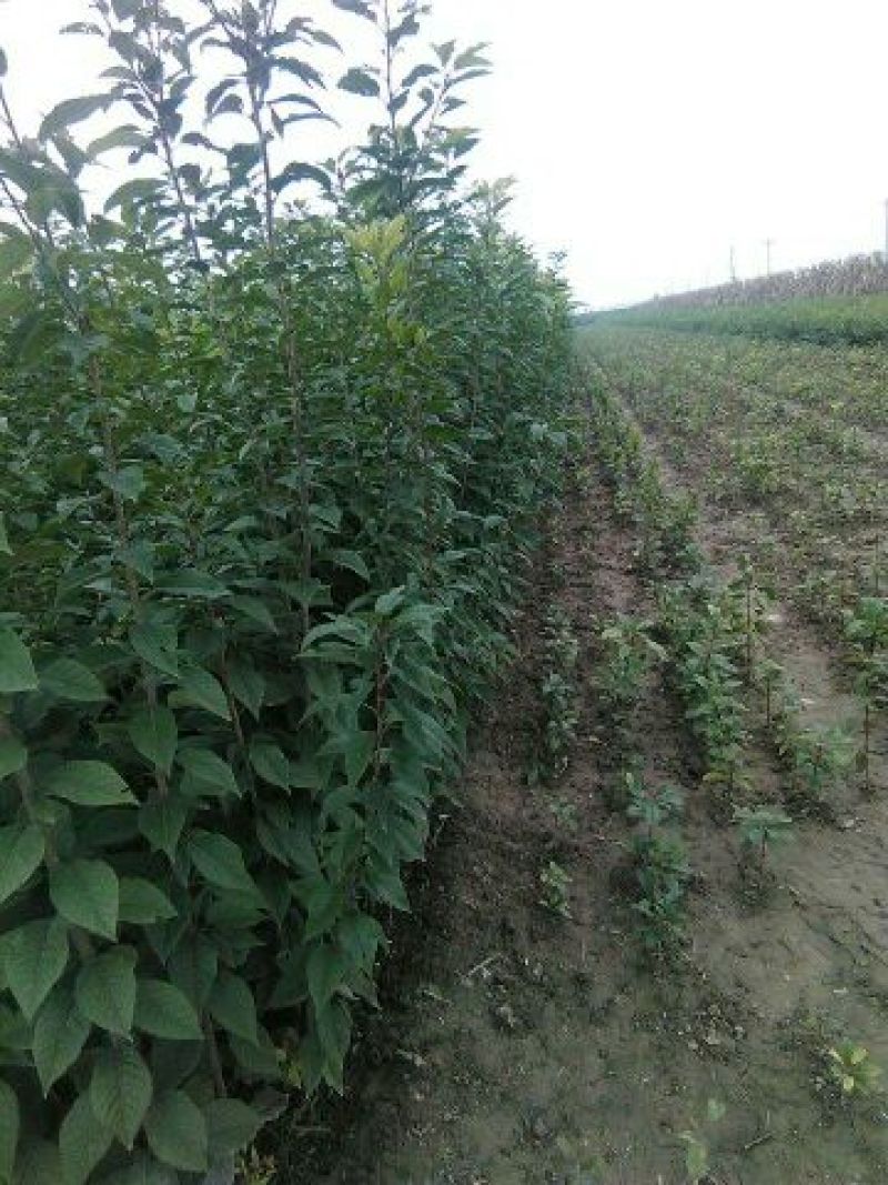 樱花优质日本樱花早樱晚樱重瓣大樱花苗