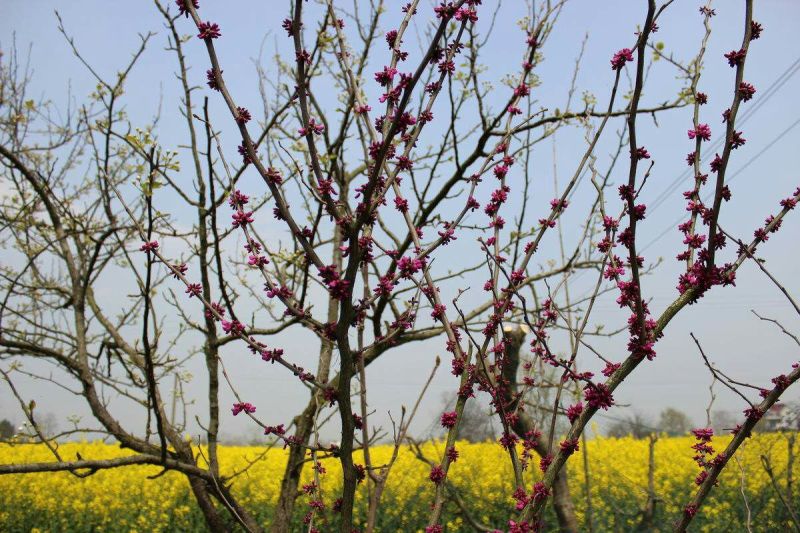 樱花优质日本樱花早樱晚樱重瓣大樱花苗