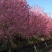 樱花优质日本樱花早樱晚樱重瓣大樱花苗