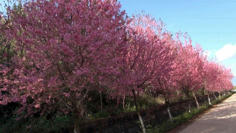 樱花优质日本樱花早樱晚樱重瓣大樱花苗