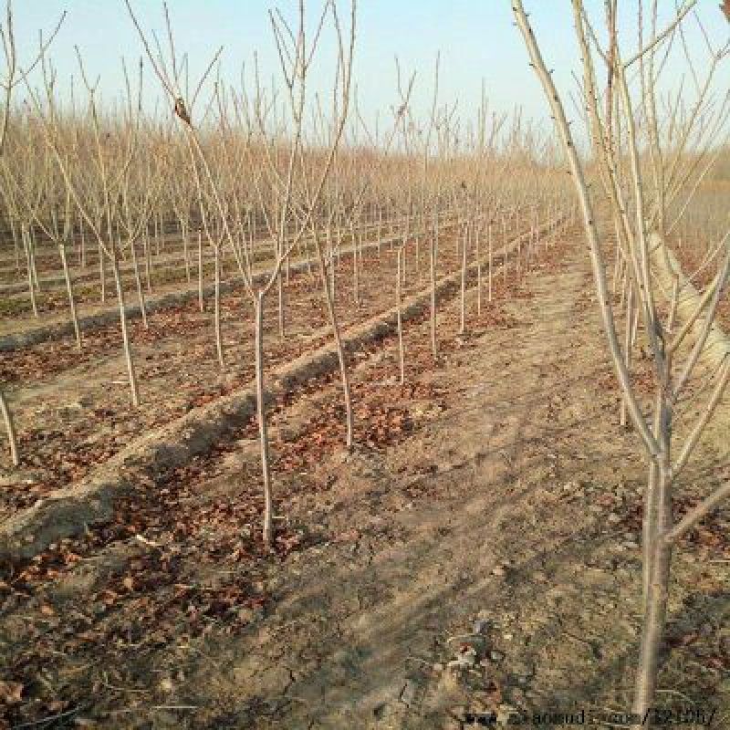 樱花优质日本樱花早樱晚樱重瓣大樱花苗