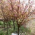 樱花优质日本樱花早樱晚樱重瓣大樱花苗