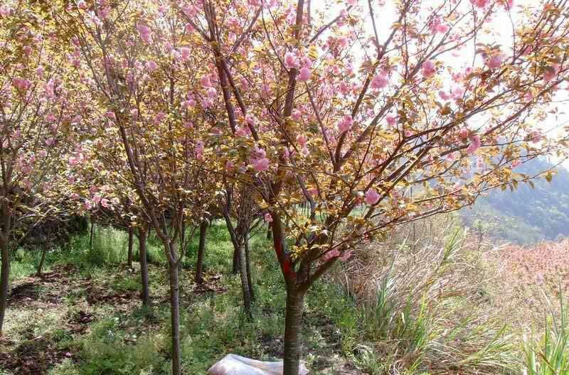 樱花优质日本樱花早樱晚樱重瓣大樱花苗