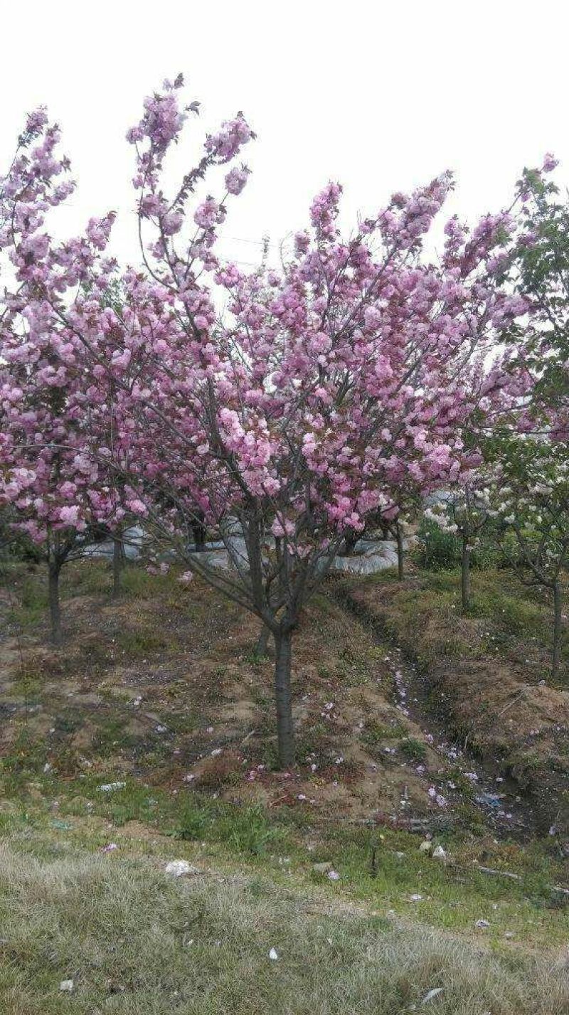 樱花优质日本樱花早樱晚樱重瓣大樱花苗