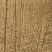 金叶复叶槭树苗3公分