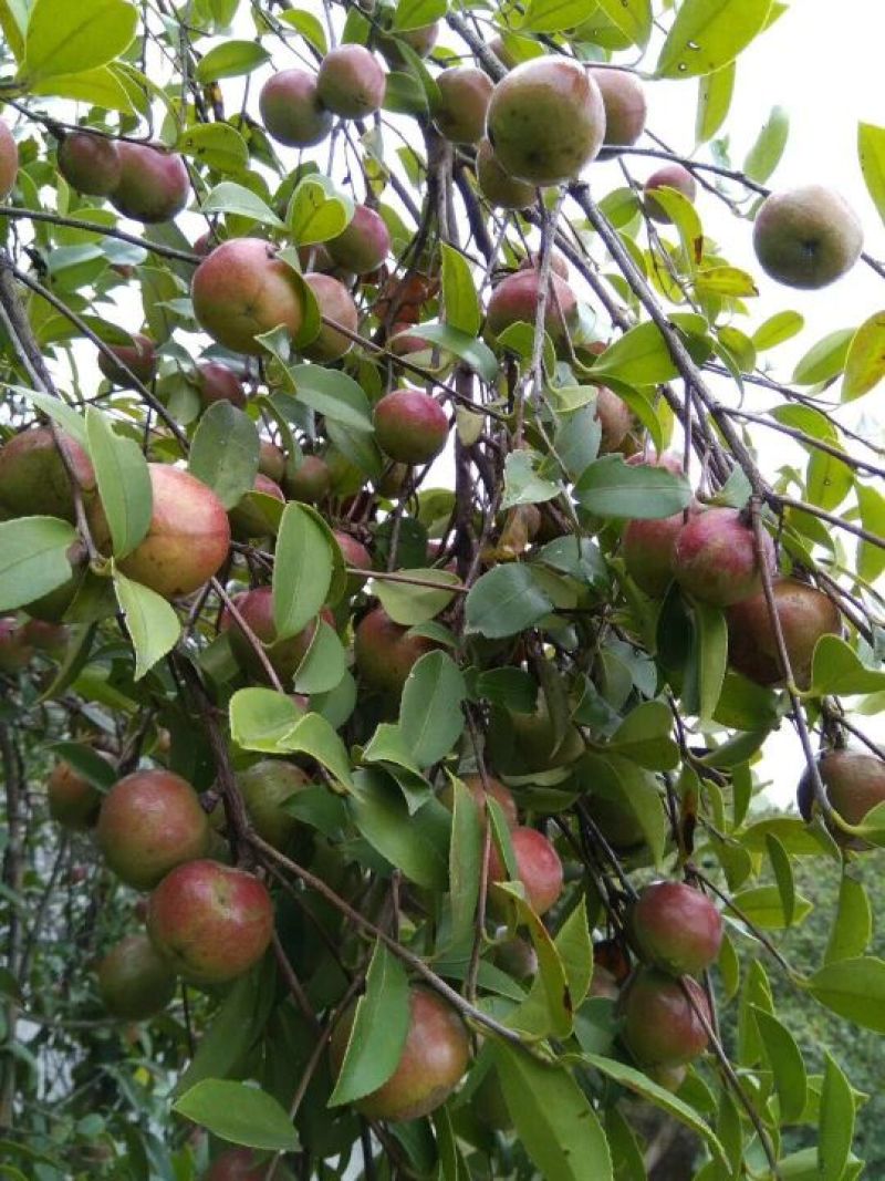 油茶苗嫁接苗80-130