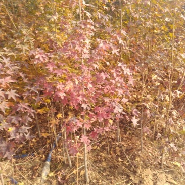 北美枫香树261~300cm