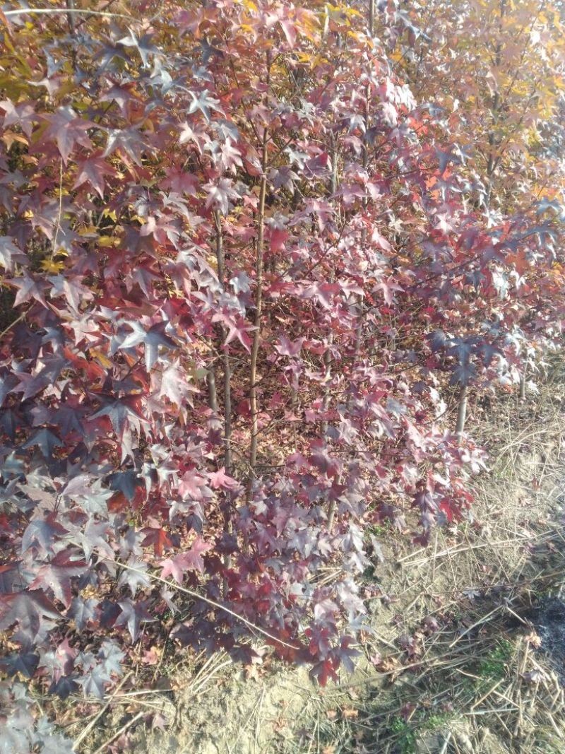 北美枫香树261~300cm