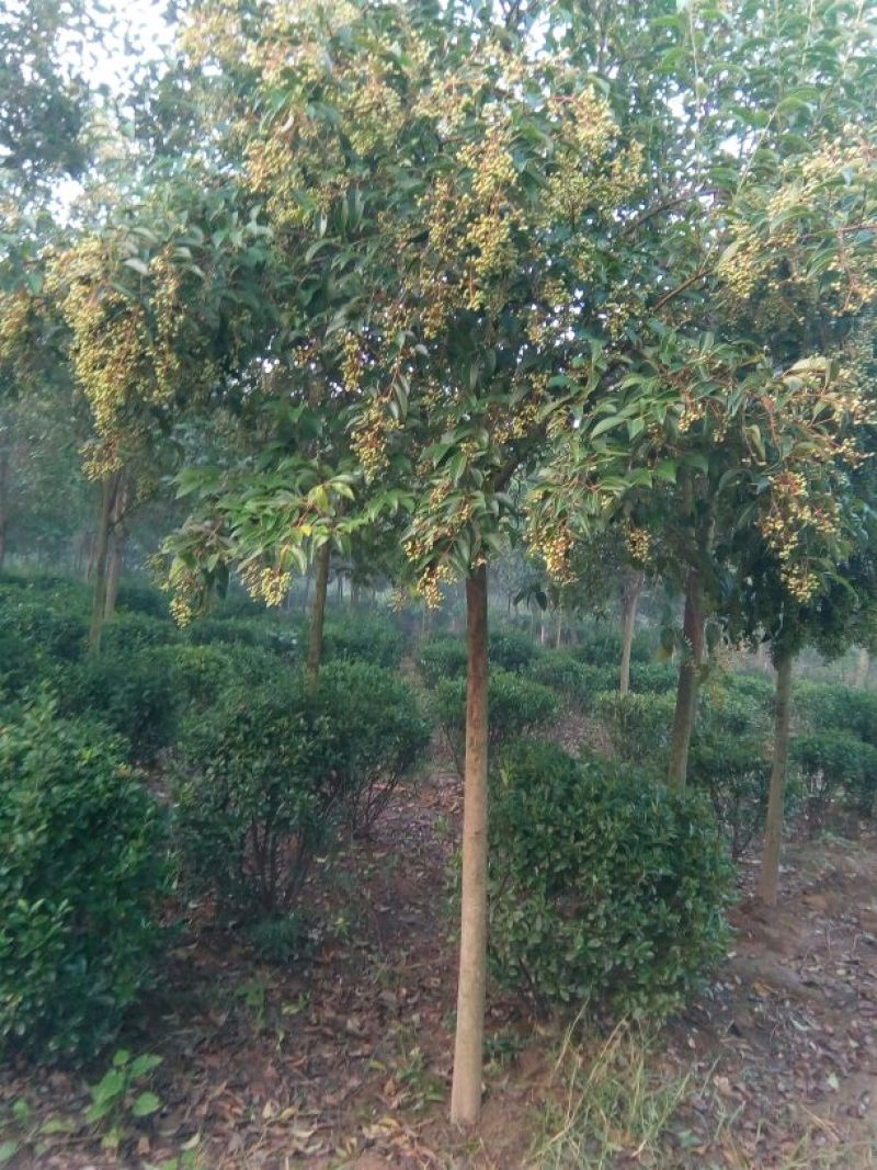 女贞8~10cm