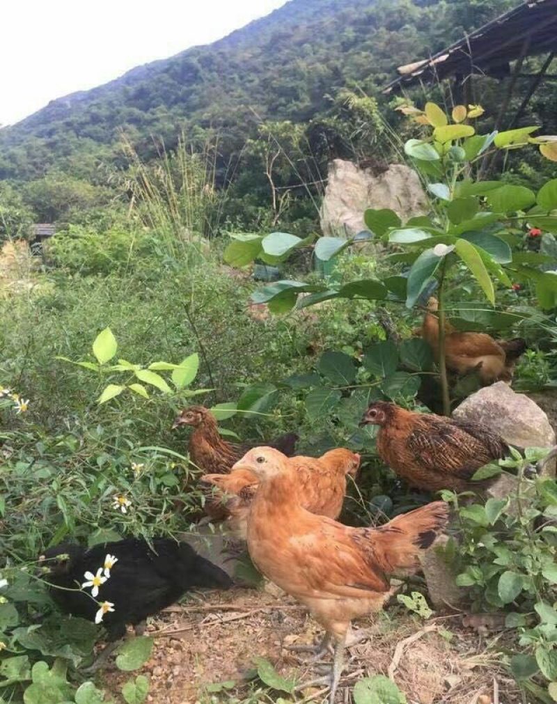 土鸡蛋