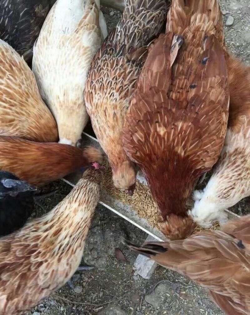 土鸡蛋