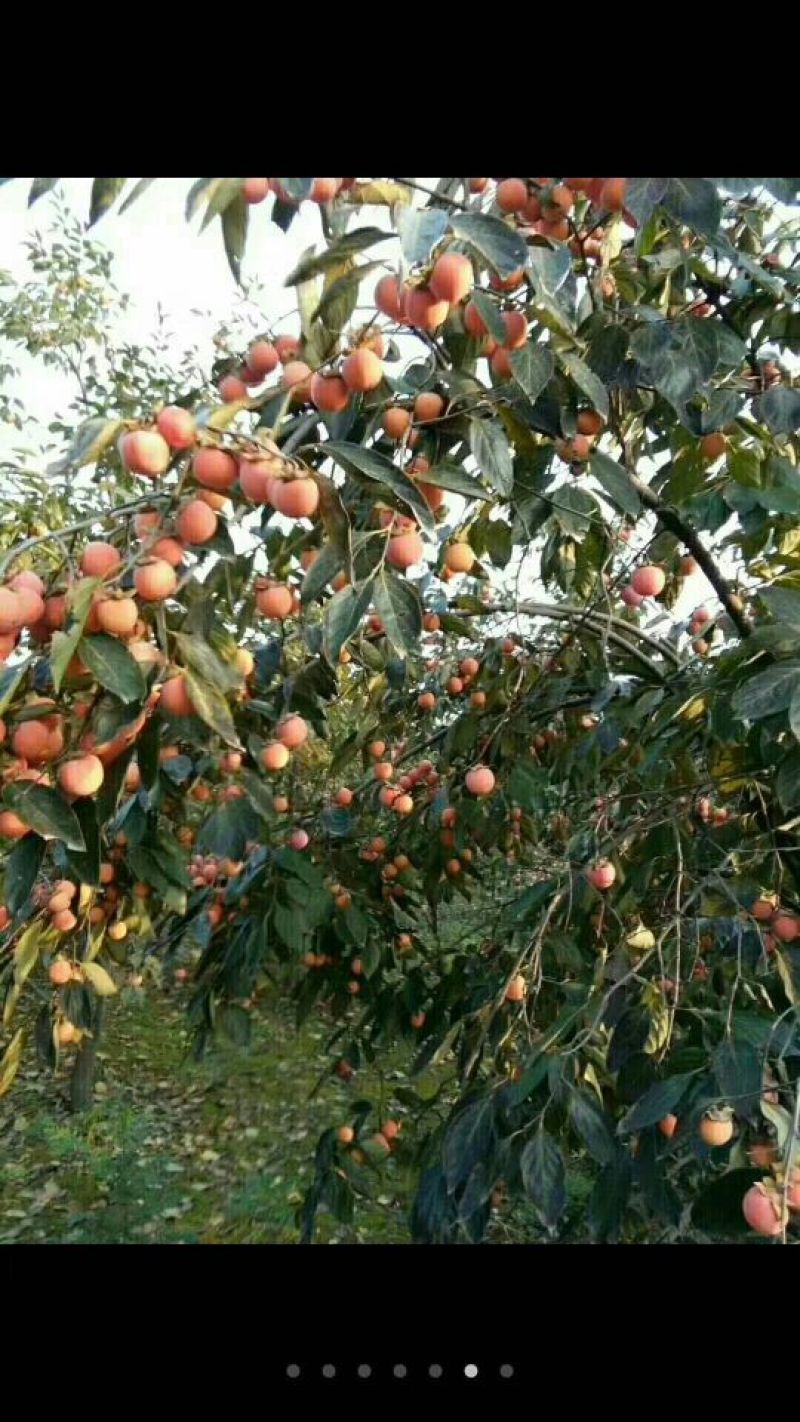 柿饼1~2两