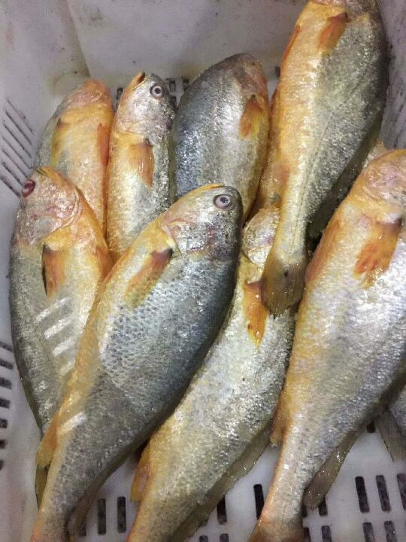 黄花鱼食用