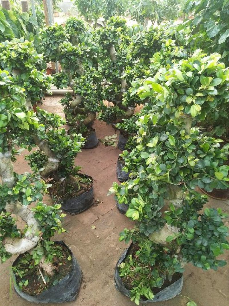 榕树盆景不含盆，偏远地区不包邮。