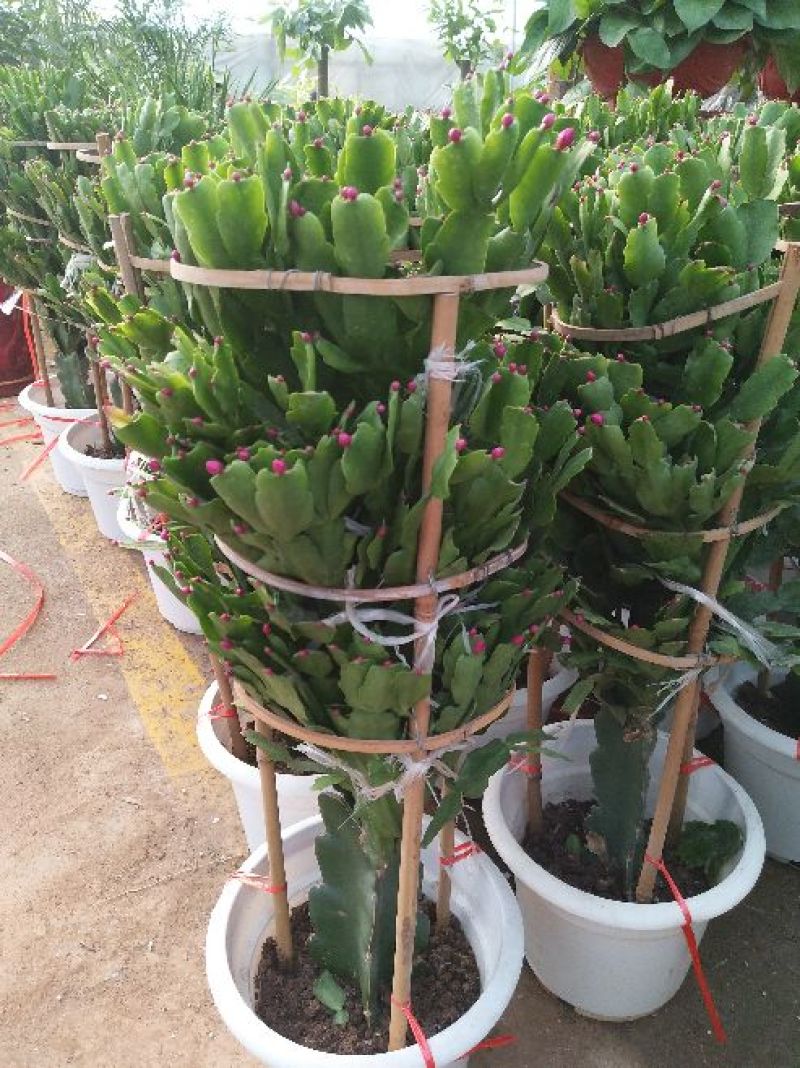 榕树盆景不含盆，偏远地区不包邮。
