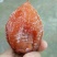 柿饼1~2两