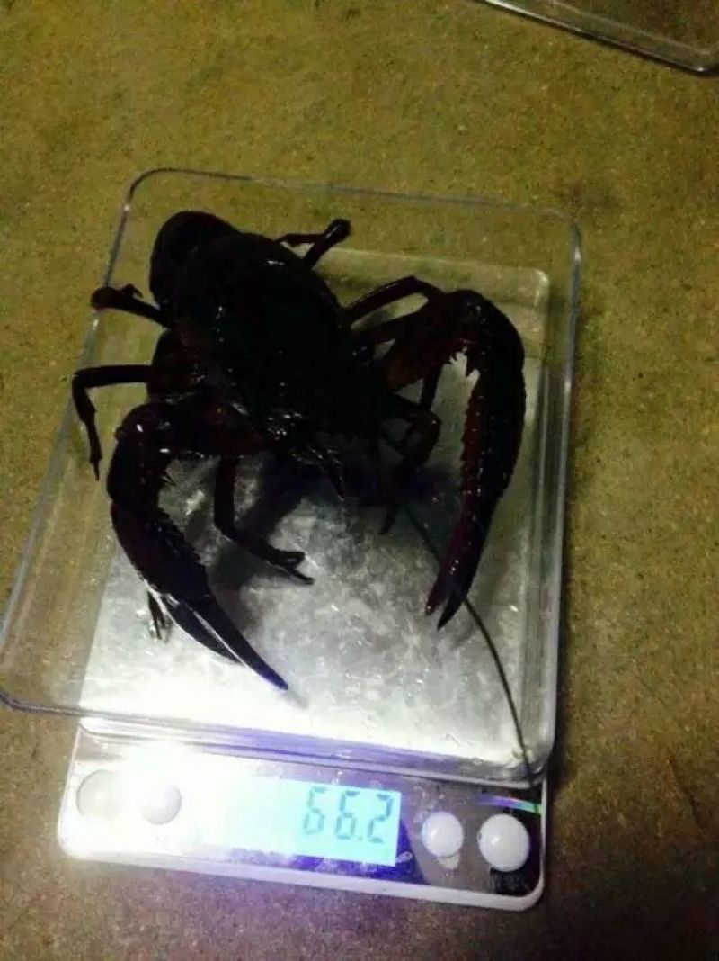 江苏大龙虾26~30只/kg产地直发全规可供市场电商