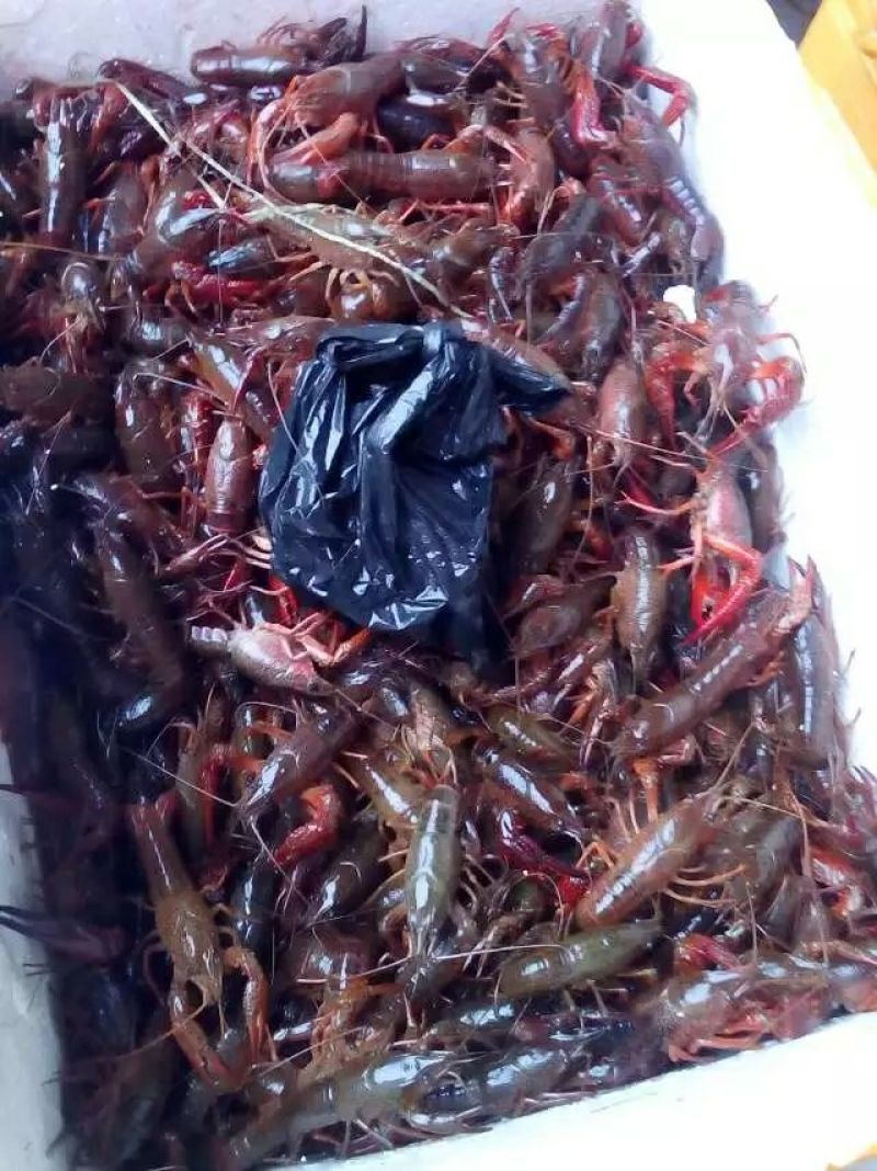 江苏大龙虾26~30只/kg产地直发全规可供市场电商