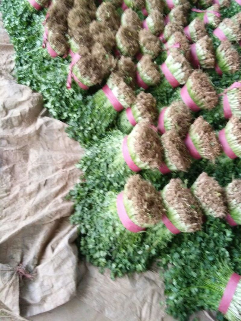 大叶香菜20~30厘米。颜色好。供超市。