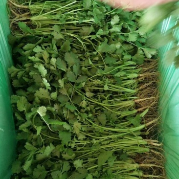大叶香菜20~30厘米。颜色好。供超市。