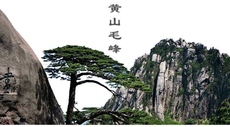 黄山毛峰