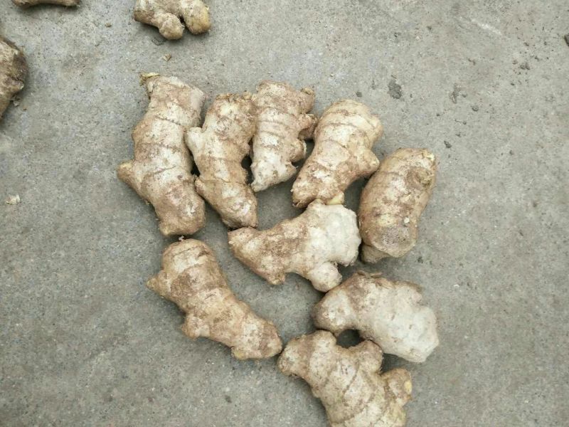【推荐】姜母精选辣味足块头大【专供】电商市场加工厂