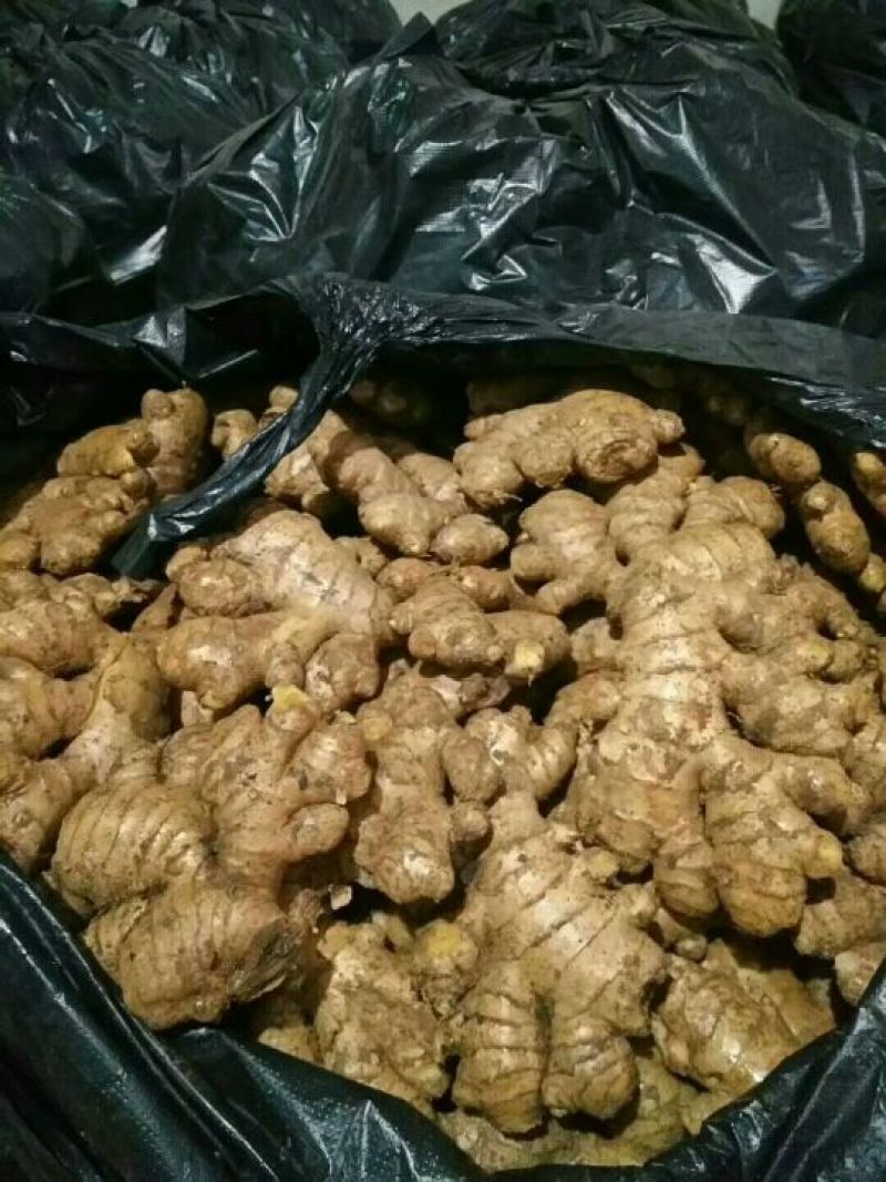 【推荐】姜母精选辣味足块头大【专供】电商市场加工厂