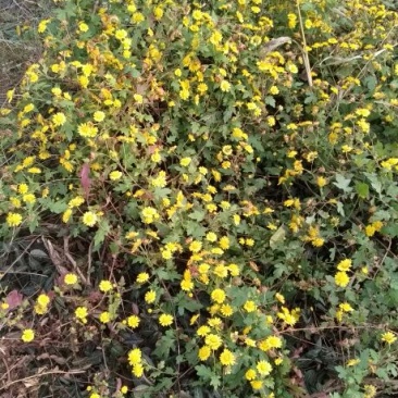 野菊花散装