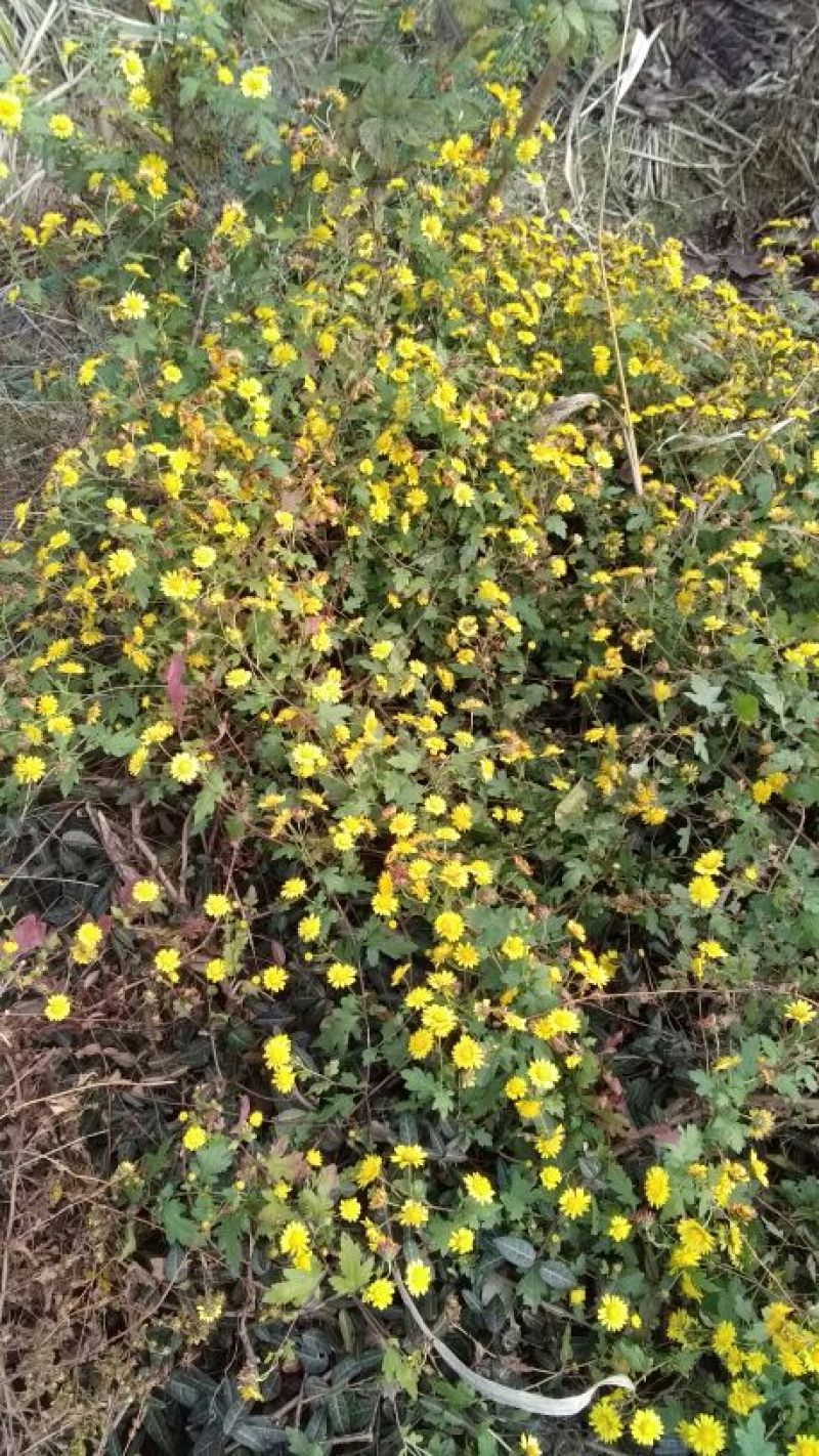 野菊花散装