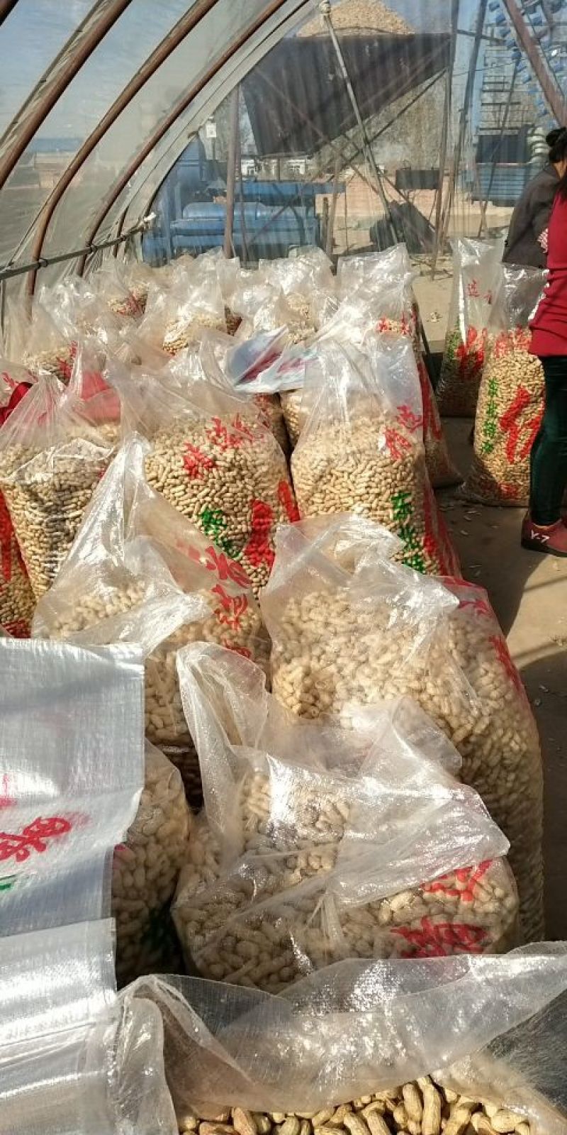 四粒红花生干货带壳