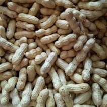 四粒红花生干货带壳