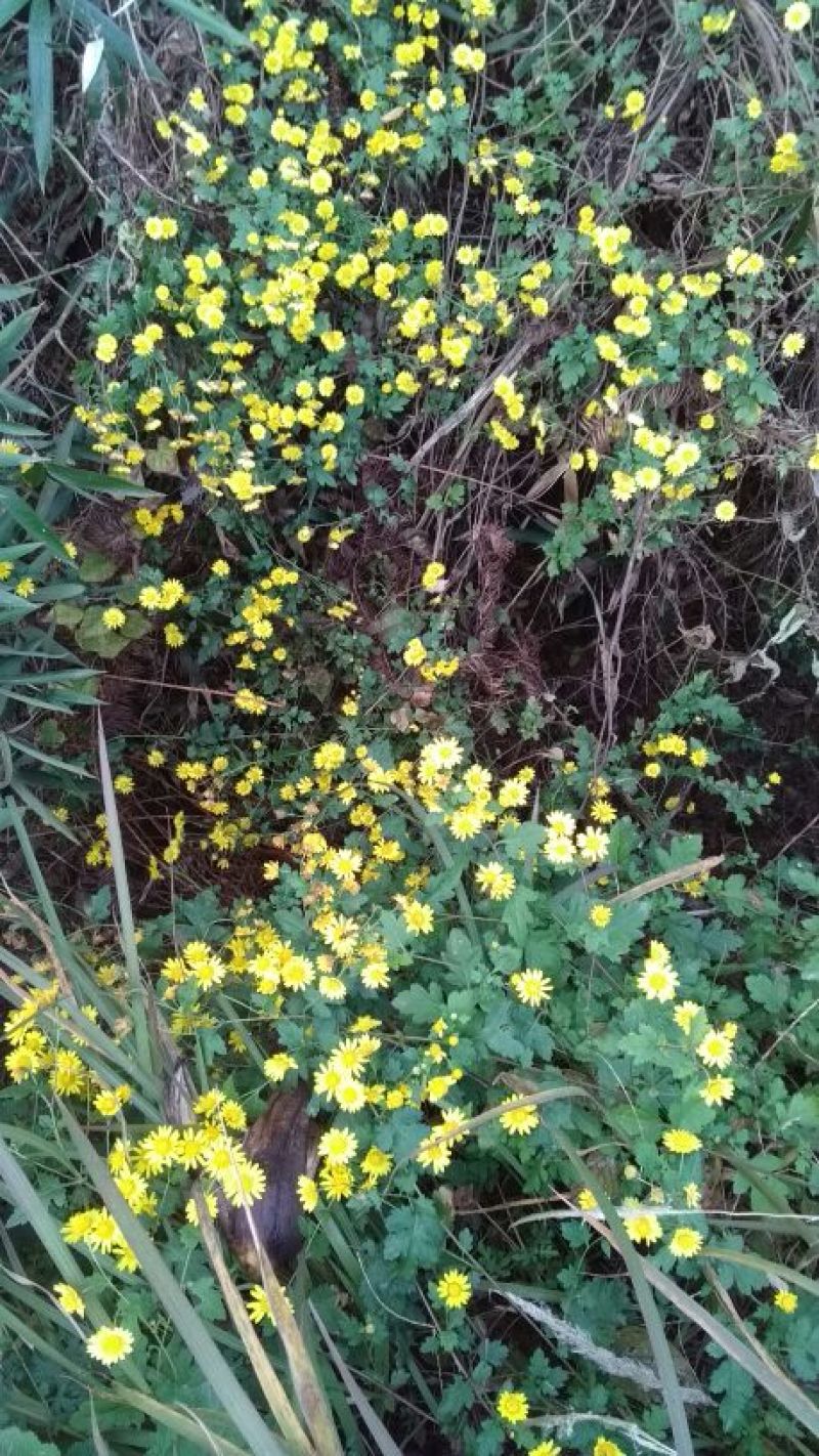 野菊花散装