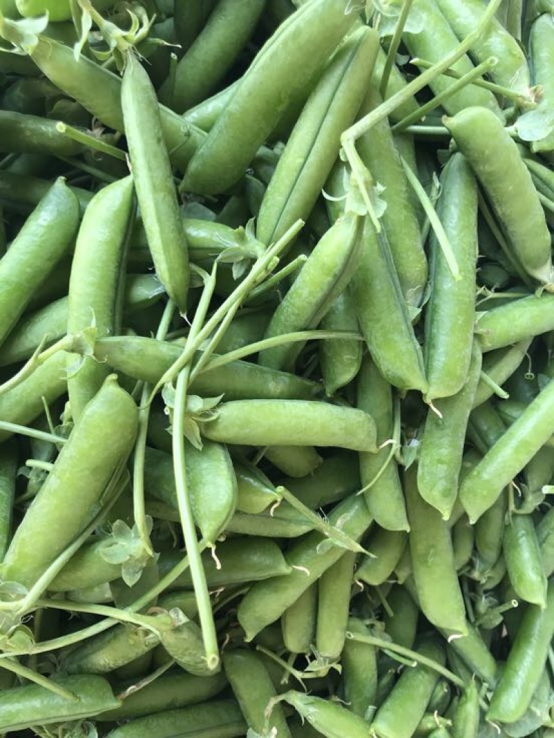 长寿仁豌豆饱满