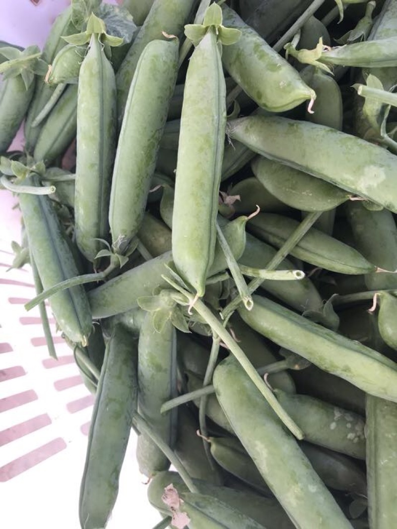 长寿仁豌豆饱满