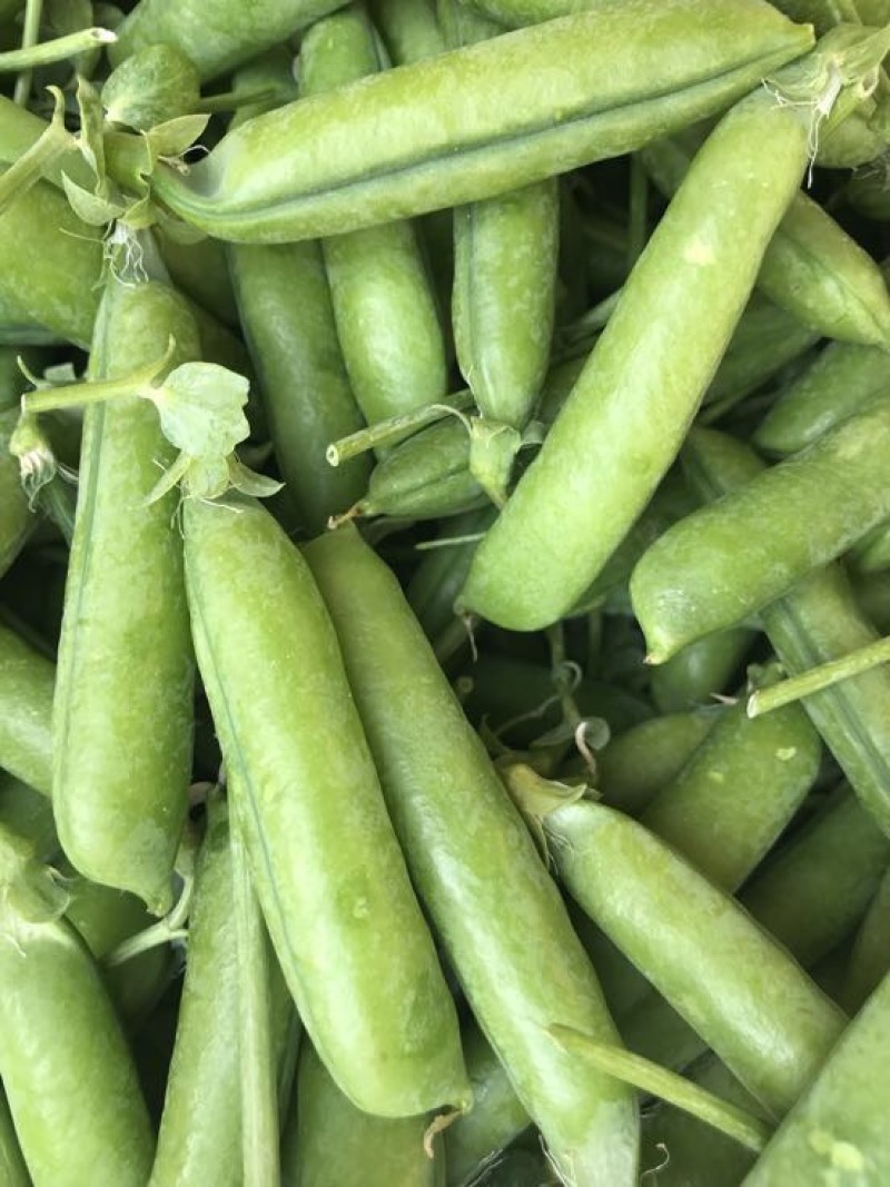 长寿仁豌豆饱满