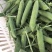 长寿仁豌豆饱满