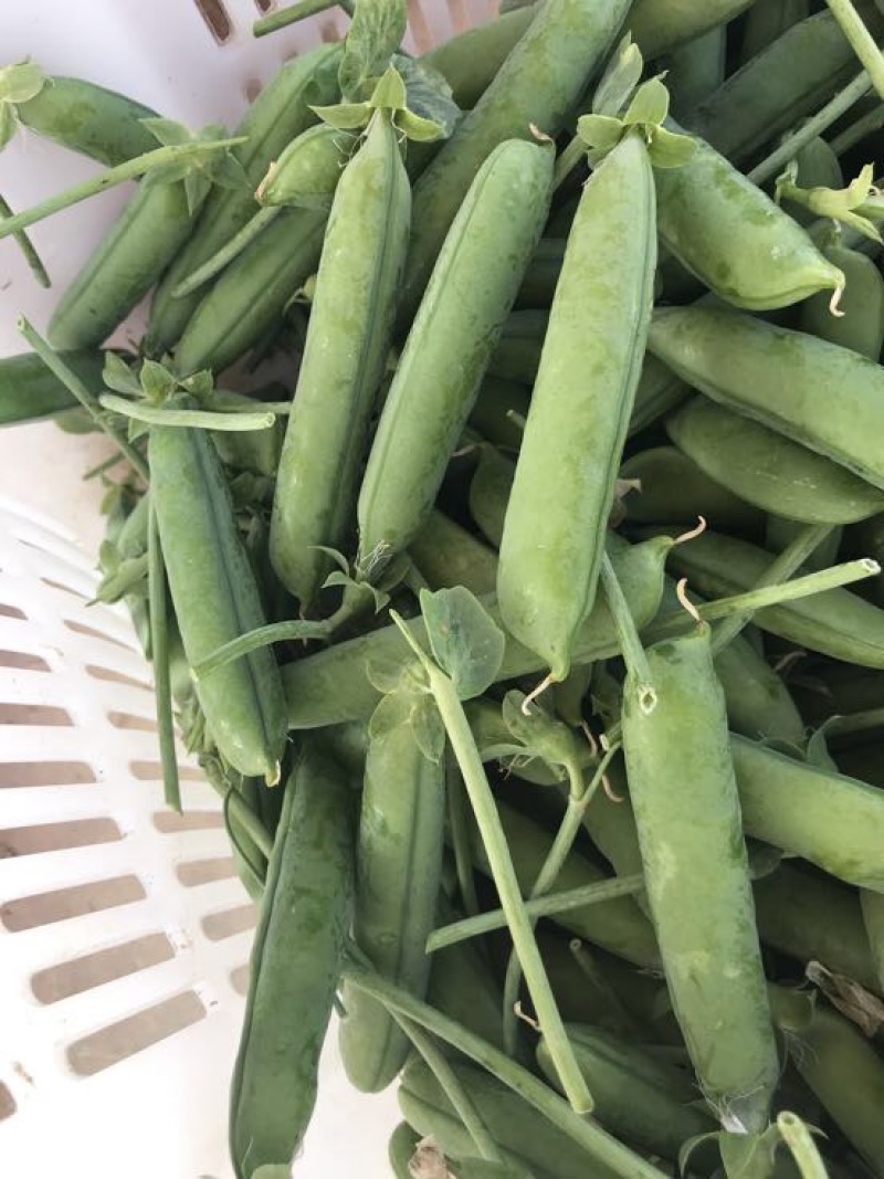 长寿仁豌豆饱满