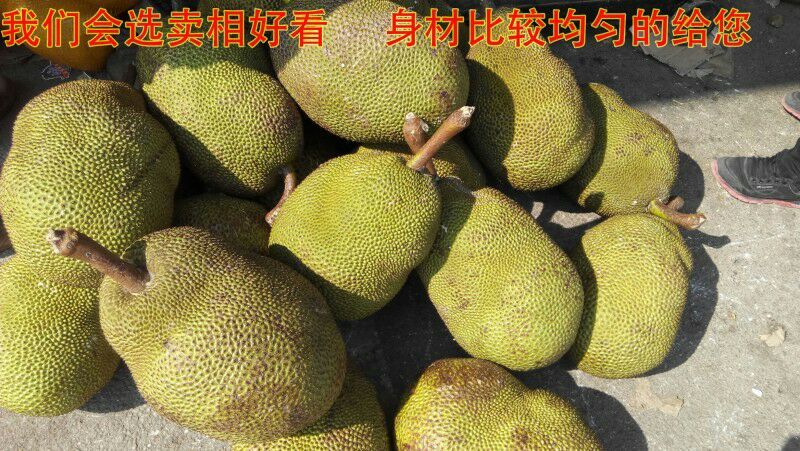 云南西双版纳菠萝蜜脆包10斤到20斤包邮