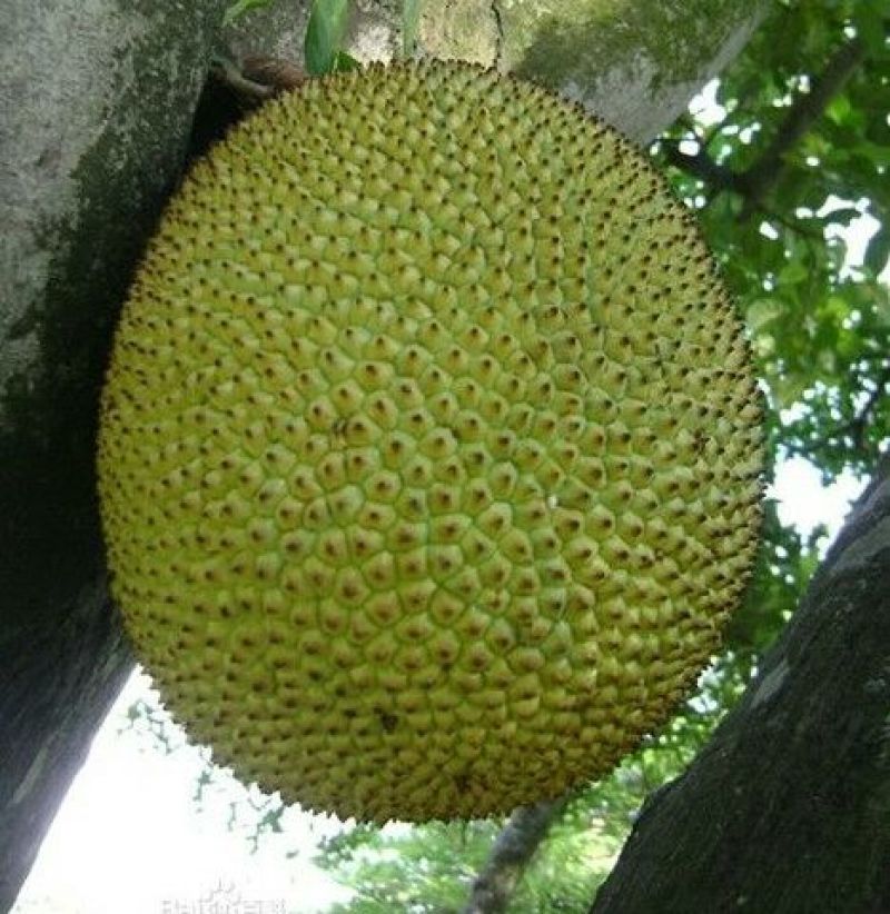 云南西双版纳菠萝蜜脆包10斤到20斤包邮