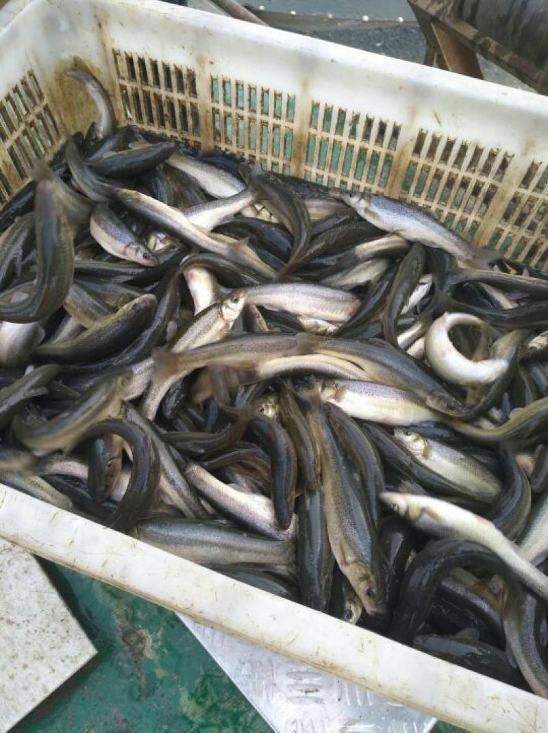 柳根鱼