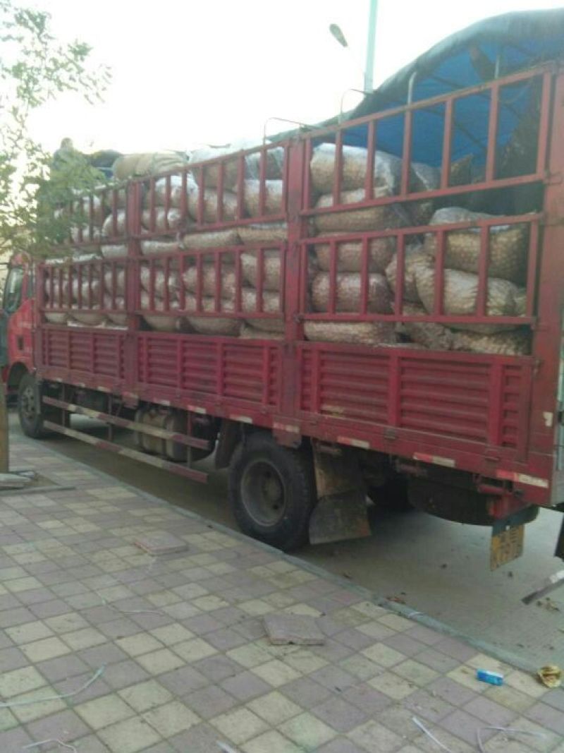 核桃薄皮干核桃核桃规格品种齐全高质量产地直销