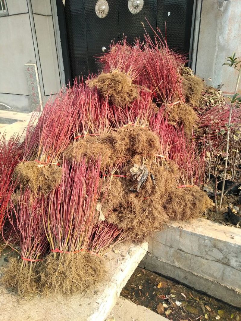 红瑞木苗40~50cm包品种包成活死苗补发