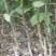 核桃苗2-3年嫁接8518核桃小苗当年结果成活率高