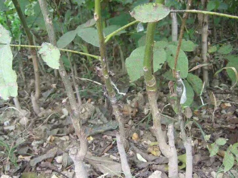核桃苗2-3年嫁接8518核桃小苗当年结果成活率高