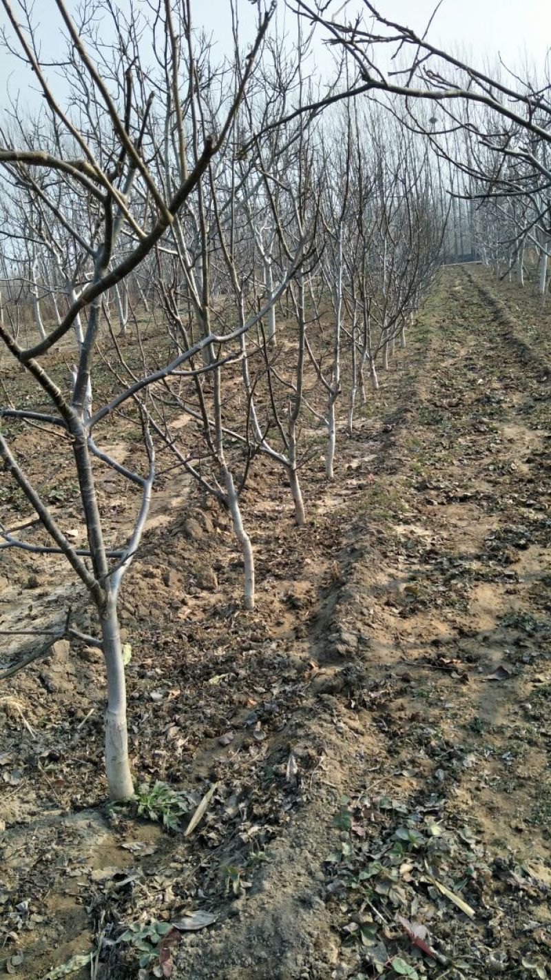 核桃苗2-3年嫁接8518核桃小苗当年结果成活率高