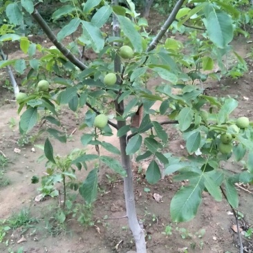 核桃苗2-3年嫁接8518核桃小苗当年结果成活率高