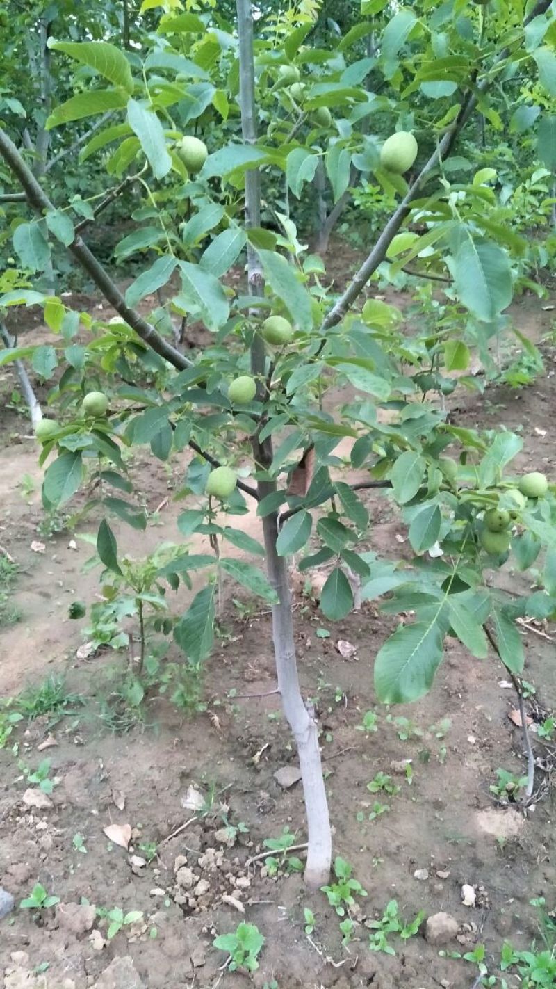 核桃苗2-3年嫁接8518核桃小苗当年结果成活率高